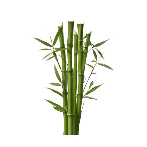 Extracto de bambú rico en silicio, favorece la fortaleza de huesos, piel y tejido conectivo