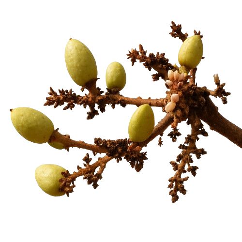 Boswelia serrata, extracto natural antiinflamatorio para articulaciones