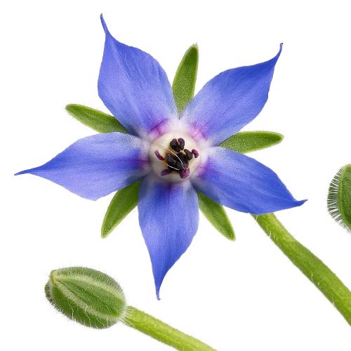 Aceite de borraja rico en GLA, apoyo para la piel y equilibrio hormonal