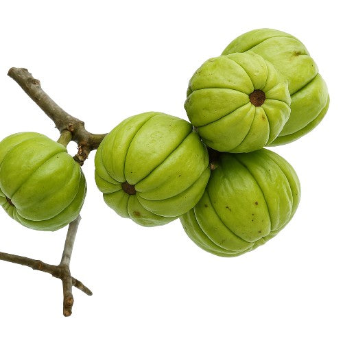 Garcinia cambogia, planta utilizada para controlar el apetito y apoyar la pérdida de peso