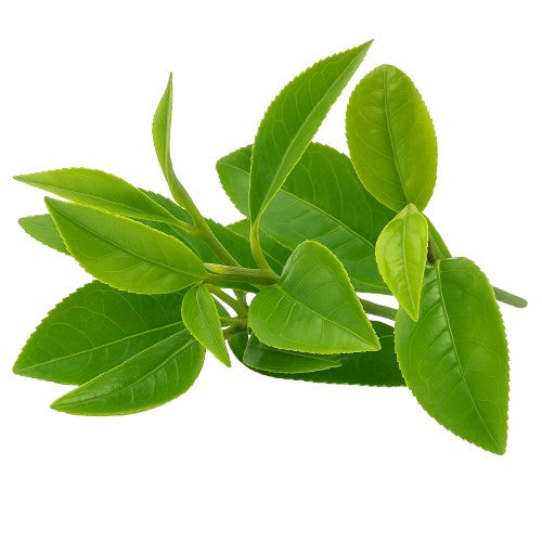 Té verde antioxidante, favorece la quema de grasa y aporta energía natural