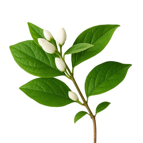 Extracto seco de gymnema sylvestre, planta que contribuye al control de los niveles de azúcar