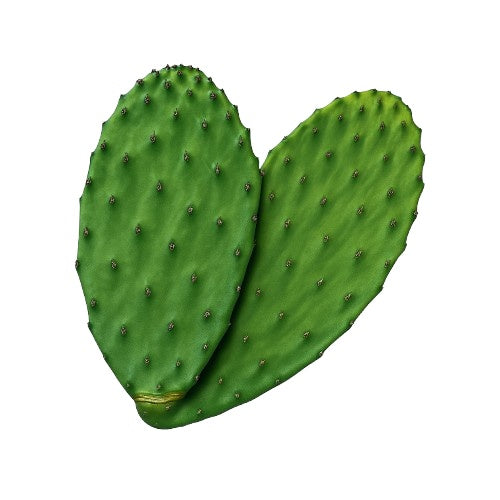 Nopal extracto de cactus, favorece la saciedad y el control de peso